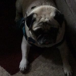 Meet your Posher, Maureen